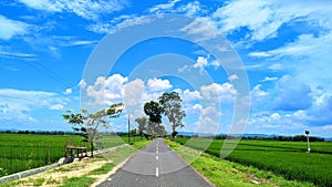 road in quiet rice fields