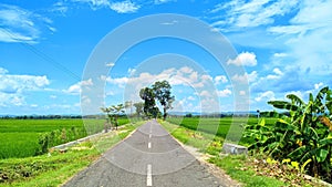 road in quiet rice fields