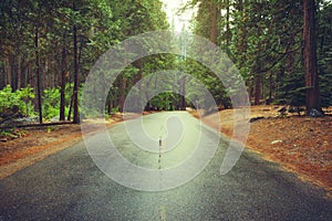 Road after the rain in the woods. Yosemite National Park, California, USA.