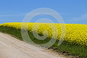 Road and rapeseed field