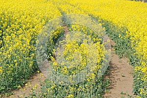 Road in Rapeseed Field