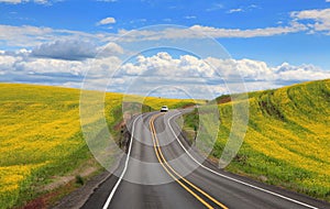 Road through Rapeseed fields