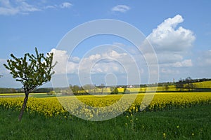 Road in rapeseed fields with flowering appletrees