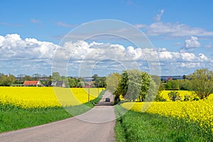 Road through the raps field in a sunny day, South Sweden