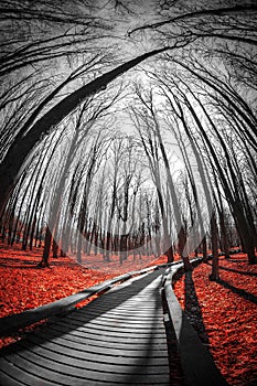 Road in the red forest.