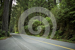 Road in Redwood Forest