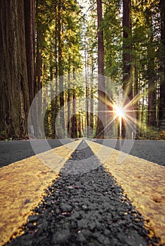 Road in Redwood Forest, California