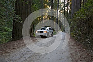 Road Redwood National Park