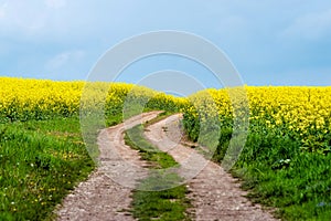 Road in rield of yellow rapeseed against and blue sky