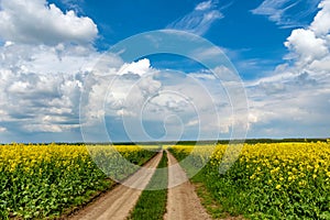 Road in rield of yellow rapeseed against and blue sky