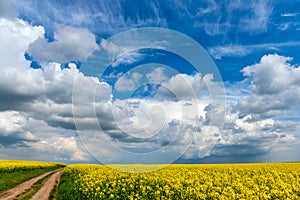 Road in rield of yellow rapeseed against and blue sky