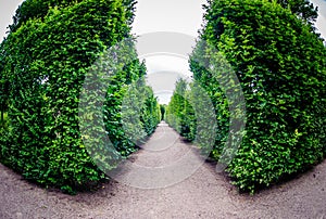 Road through row of green bushes