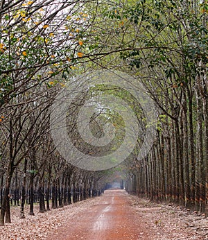 Road in rubber tree forest in Binh Duong, Vietnam