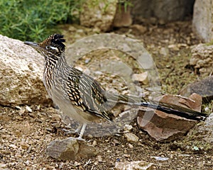 Road Runner Close Up Camoflauge