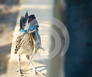 Road Runner Holding Brilliant Blue Lizard in Beak.