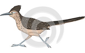 Road Runner Illustration photo