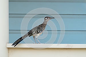 Road Runner on Porch Railing, Mitchell Lake, Texas