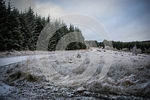 Road running through an evergreen forest on a frosty morning