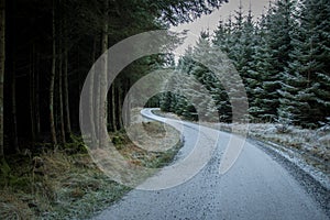 Road running through an evergreen forest on a frosty morning