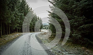 Road running through an evergreen forest on a frosty morning