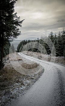 Road running through an evergreen forest on a frosty morning