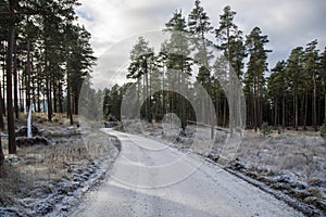 Road running through an evergreen forest on a frosty morning