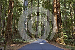 Road running through a redwood grove in California