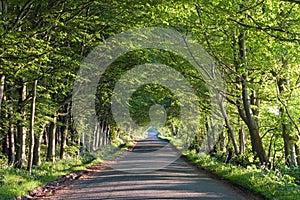 Road running through a tunnel of trees in summer