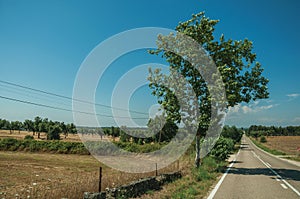 Road through rural landscape with farmed fields and tree