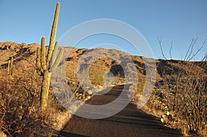 Road in Saguaro National Park Arizona