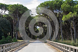 Road through San Rossore Regional Park, Italy