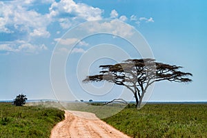 Road in savannah beautiful landscape photo