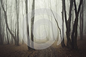 Road through scary mysterious forest with fog on Halloween