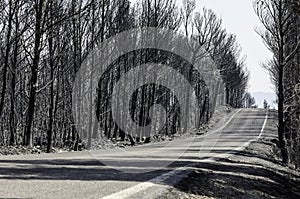 Road through scorched earth