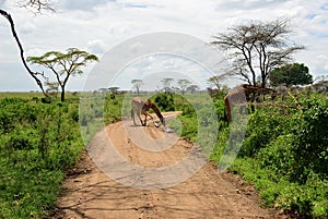Road in Serengeti, Tanzania