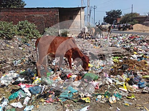 Road Side Garbage Dump and Cows in Indian Town