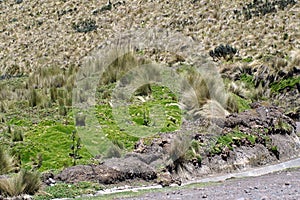 Road on the side of a mountain in the Antisana Ecological Reserve, Ecuador