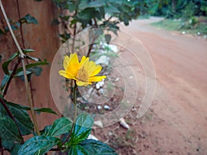 Road side wedelia flower
