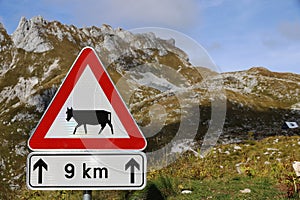 Road sign Attention cows in the mountains