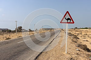 Road sign: Beware of camels.
