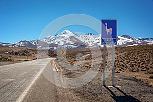 Road sign `cruce de vicunas` meaning vicugnas crossing on a road, Chile