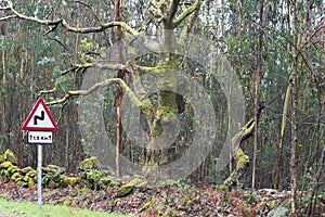 Road sign of dangerous curves  near a forest in Galicia Spain