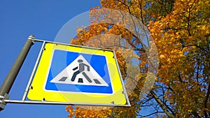 Road sign pedestrian crossing against blue sky and orange trees. Golden autumn is here. Ecology and clean fresh air in urban city