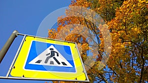 Road sign pedestrian crossing against blue sky and orange trees. Golden autumn leaf color. Ecology and clean fresh air in urban ci