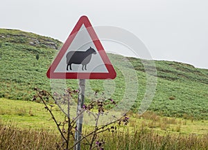 Road sign warning for sheep crossing