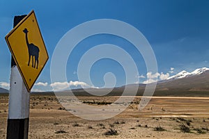Road sign warning about vicunas passing and vicunas grazing behind it