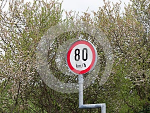 A road sign warns of a speed limit of 80 kmh. A road sign on the background of flowering trees in spring