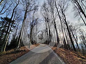 Road on Sljeme in forest