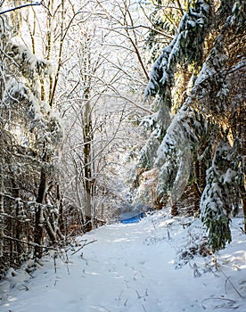 Road  with snow