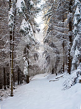 Road  with snow